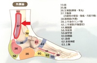 足つぼ（反射区）　第３０回　～下腹部（月経時の緊張・腹痛・月経不順）～